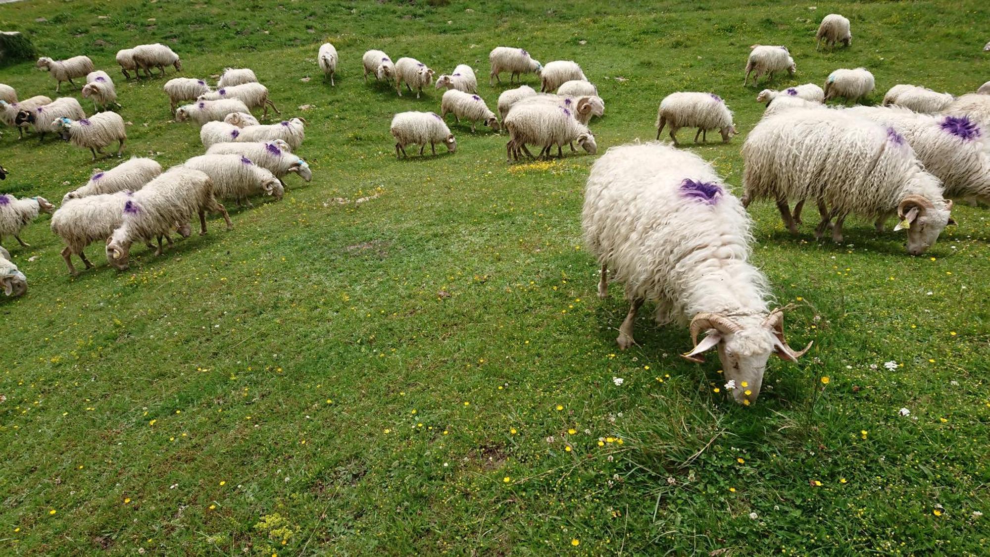 Superbe Logement 12 Pers Famille Ou Groupe. Laruns Extérieur photo